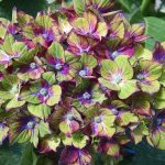 Pistacio Hydrangea tri color hydrangeas | Oregon Coastal Flowers LLC Pistacio Hydrangea tri color hydrangeas